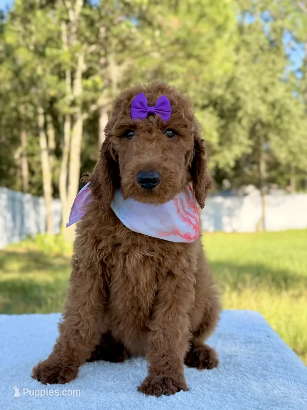 Emma - F1b Standard Goldendoodle  – Goldendoodle puppy for sale in Frostproof, FL