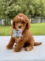 Rosie - Toy Goldendoodle , a female Miniature Goldendoodle for sale in Frostproof, FL – 7 of 9