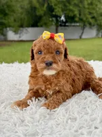 Rosie - Toy , a female Miniature Goldendoodle for sale in Frostproof, FL – 6 of 10