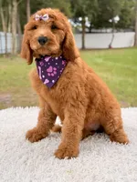 Penelope F1b Standard Goldendoodle, a female Goldendoodle for sale in Frostproof, FL – 6 of 10