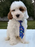Enzo - F1bb Mini Cavapoo , a male Cavapoo for sale in Frostproof, FL – 9 of 10