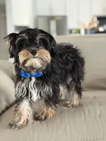 Joe, a male Morkie for sale in Frostproof, FL – 10 of 10