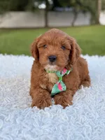 Robert  - Toy , a male Miniature Goldendoodle for sale in Frostproof, FL – 3 of 10