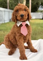Eddie - F1b Stamdard Goldendoodle Male, a male Goldendoodle for sale in Frostproof, FL – 5 of 9