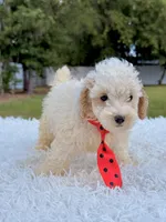 Gio - Mini Bernedoodle , a male Miniature Bernedoodle for sale in Frostproof, FL – 3 of 8