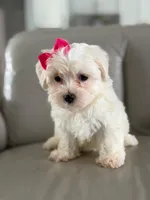 Princess , a female Morkie for sale in Frostproof, FL – 7 of 10
