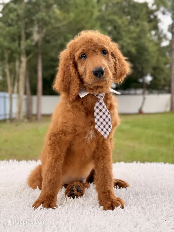 Peter F1b Standard Goldendoodle  – Goldendoodle puppy for sale in Frostproof, FL