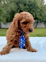 Elfie - F1bb Mini Cavapoo, a male Cavapoo for sale in Frostproof, FL – 7 of 7