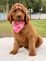 Precious F1b Standard Female , a female Goldendoodle for sale in Frostproof, FL – 5 of 10