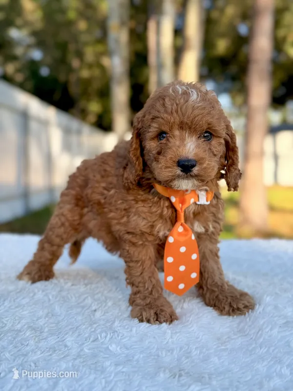  Casper - F1bb Toy Goldendoodle  – Goldendoodle, Miniature Goldendoodle puppy for sale in Frostproof, FL