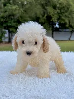 Gio - Mini Bernedoodle , a male Miniature Bernedoodle for sale in Frostproof, FL – 4 of 8