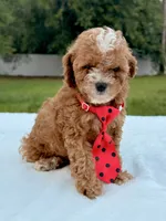 Eddie - F1bb Mini Cavapoo , a male Cavapoo for sale in Frostproof, FL – 2 of 10