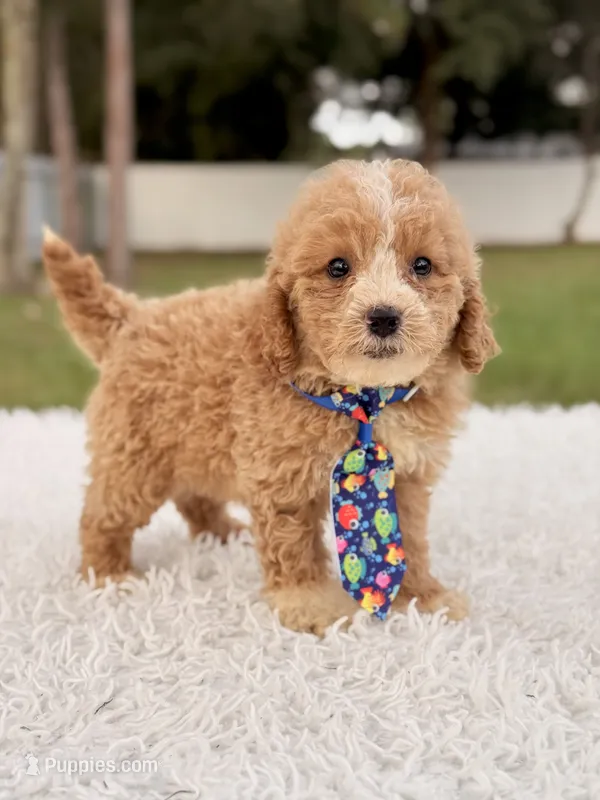 Sammy - F1bb Micro Goldendoodle  – Miniature Goldendoodle puppy for sale in Frostproof, FL