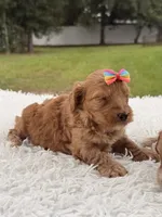 Sasha - F1bb Micro Goldendoodle , a female Miniature Goldendoodle for sale in Frostproof, FL – 2 of 9