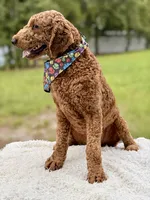 Romeo F1b Standard , a male Goldendoodle for sale in Frostproof, FL – 5 of 6