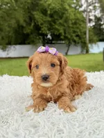 Reese - Toy , a female Miniature Goldendoodle for sale in Frostproof, FL – 6 of 8
