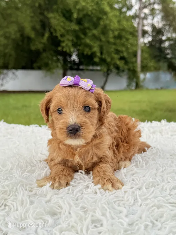 Reese - Toy  – Miniature Goldendoodle puppy for sale in Frostproof, FL