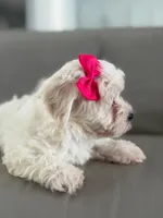 Princess , a female Morkie for sale in Frostproof, FL – 4 of 10