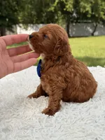 Robert  - Toy , a male Miniature Goldendoodle for sale in Frostproof, FL – 4 of 7