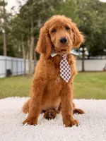 Peter F1b Standard Goldendoodle , a male Goldendoodle for sale in Frostproof, FL – 3 of 8