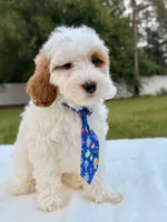 Enzo - F1bb Mini Cavapoo , a male Cavapoo for sale in Frostproof, FL – 8 of 10