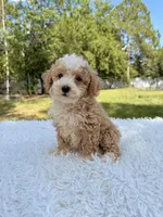 Goofy - Mini Bernedoodle , a male Miniature Bernedoodle for sale in Frostproof, FL – 10 of 10