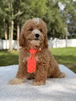 Sammy - F1bb Micro Goldendoodle , a male Miniature Goldendoodle for sale in Frostproof, FL – 4 of 8
