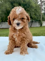 Eddie - F1bb Mini Cavapoo , a male Cavapoo for sale in Frostproof, FL – 4 of 10