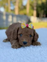 Cora - F1bb Toy Goldendoodle female , a female Goldendoodle and Miniature Goldendoodle for sale in Frostproof, FL – 5 of 9