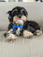 Joe, a male Morkie for sale in Frostproof, FL – 3 of 10