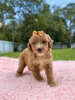 Sky - F1bb Micro Goldendoodle , a female Miniature Goldendoodle for sale in Frostproof, FL – 10 of 10