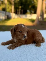 Casper F1bb Toy Goldendoodle , a female Goldendoodle and Miniature Goldendoodle for sale in Frostproof, FL – 7 of 9