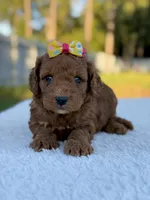 Cora - F1bb Toy Goldendoodle female , a female Goldendoodle and Miniature Goldendoodle for sale in Frostproof, FL – 7 of 9