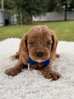 Simba - Micro Goldendoodle , a male Miniature Goldendoodle for sale in Frostproof, FL – 7 of 8