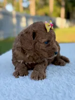 Cora - F1bb Toy Goldendoodle female , a female Goldendoodle and Miniature Goldendoodle for sale in Frostproof, FL – 2 of 9