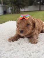 Sasha - F1bb Micro Goldendoodle , a female Miniature Goldendoodle for sale in Frostproof, FL – 4 of 9