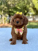 Flower - Toy , a female Miniature Bernedoodle for sale in Frostproof, FL – 2 of 10