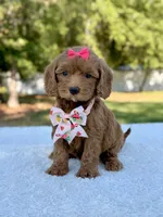 Kathy - Toy , a female Miniature Bernedoodle for sale in Frostproof, FL – 4 of 8
