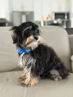 Joe, a male Morkie for sale in Frostproof, FL – 5 of 10