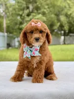 Rosie - Toy Goldendoodle , a female Miniature Goldendoodle for sale in Frostproof, FL – 5 of 9