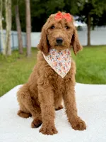 Emma - F1b Standard Goldendoodle , a female Goldendoodle for sale in Frostproof, FL – 3 of 9