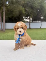 Duke - Toy, a male Miniature Goldendoodle for sale in Frostproof, FL – 3 of 8