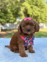 Rose - Micro, a female Miniature Bernedoodle for sale in Frostproof, FL – 2 of 9