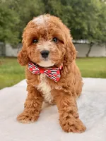 Ethan F1bb Mini Cavapoo , a male Cavapoo for sale in Frostproof, FL – 8 of 10