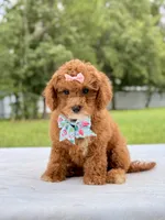Rosie - Toy Goldendoodle , a female Miniature Goldendoodle for sale in Frostproof, FL – 3 of 9
