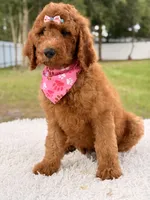 Precious F1b Standard Female , a female Goldendoodle for sale in Frostproof, FL – 4 of 10
