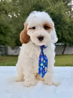 Enzo - F1bb Mini Cavapoo , a male Cavapoo for sale in Frostproof, FL – 1 of 10