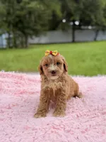 Sky - F1bb Micro Goldendoodle , a female Miniature Goldendoodle for sale in Frostproof, FL – 3 of 10
