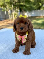 Flower - Toy , a female Miniature Bernedoodle for sale in Frostproof, FL – 10 of 10