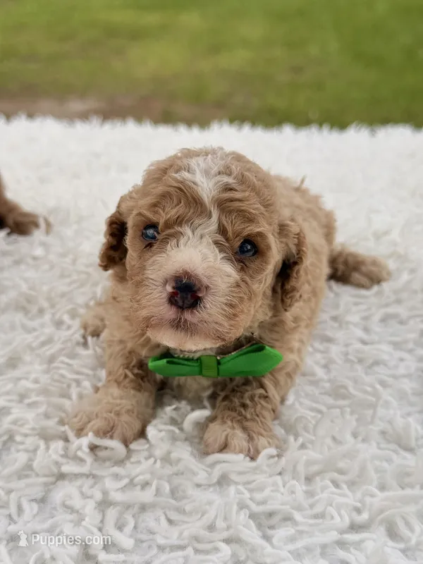 Sammy - F1bb Micro Goldendoodle  – Miniature Goldendoodle puppy for sale in Frostproof, FL